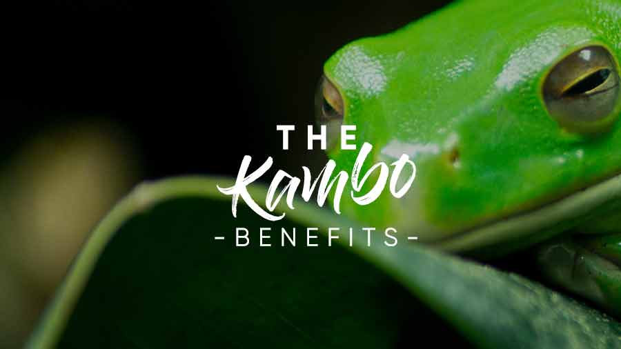 Kambo refers to a traditional Amazonian purification ritual involving the secretions of the giant monkey tree frog