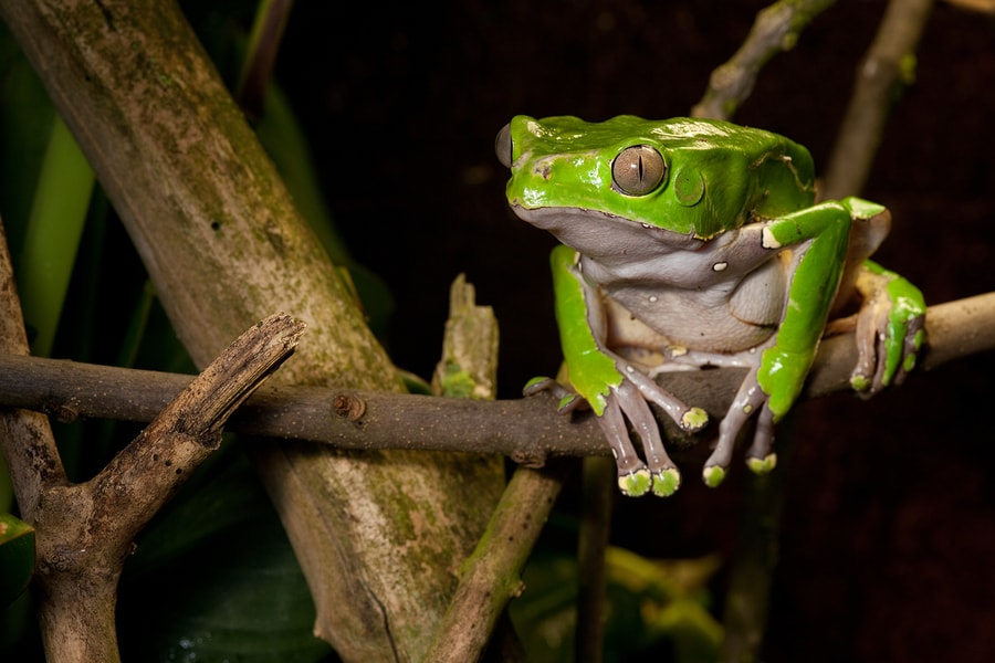 This image features a Giant Leaf Frog (Phyllomedusa bicolor), also known as the Giant Monkey Frog